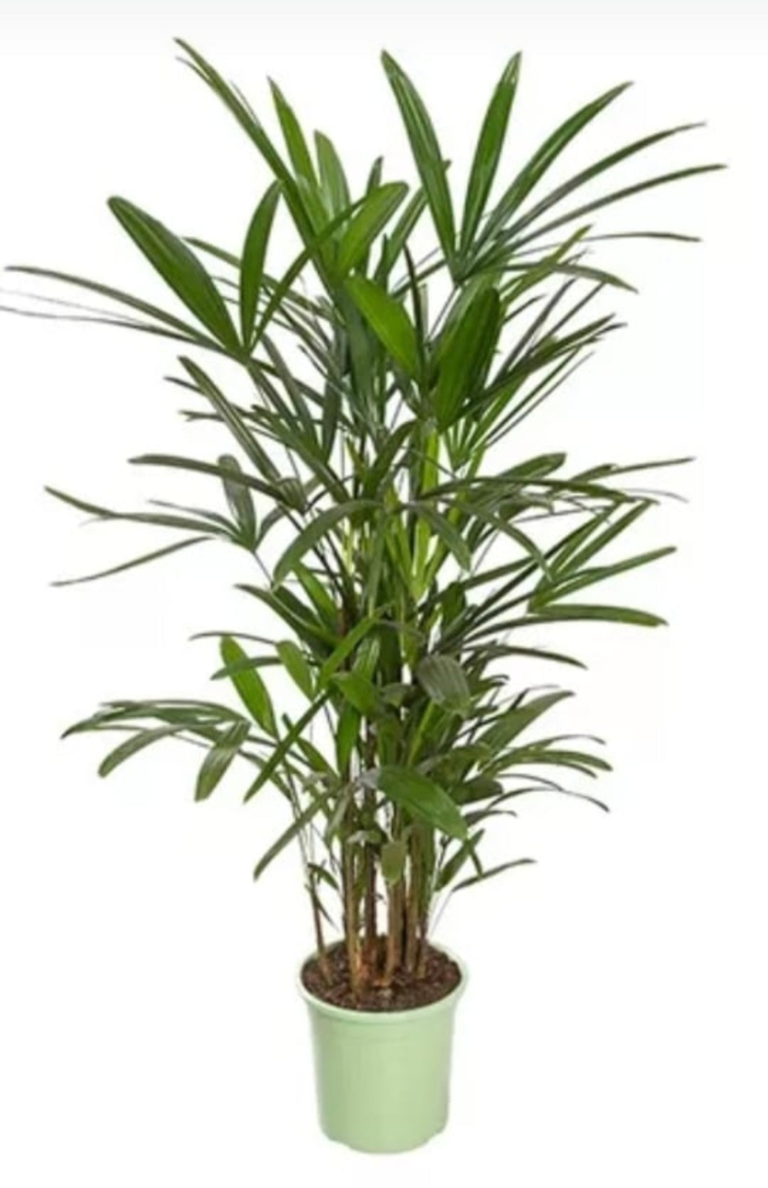 Raffis – Planta de Interior