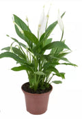 Spathiphyllum – Planta de Interior con Flor