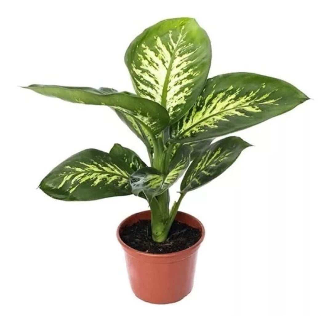 Difembachia – Planta de Interior
