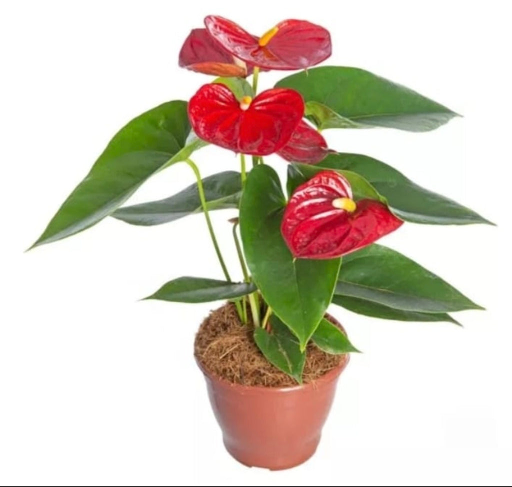 Anturio – Planta de Interior con Flor