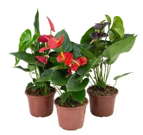 Anturio – Planta de Interior con Flor