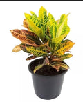 Crotus – Planta de Interior Colorida