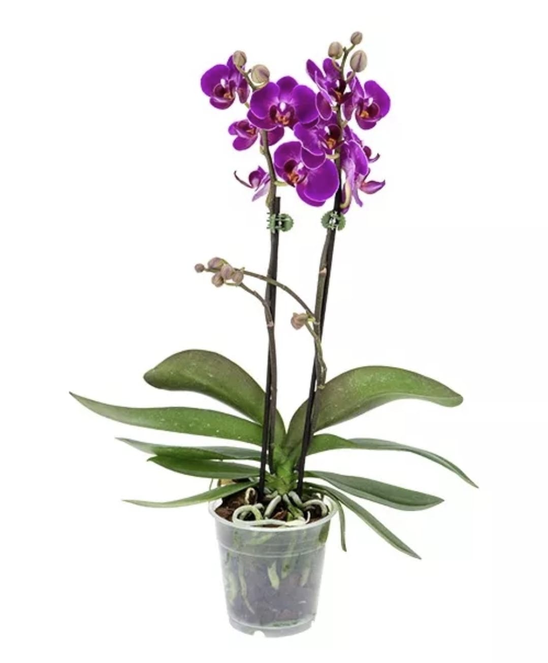 Orquídea – Planta de Interior con Flor