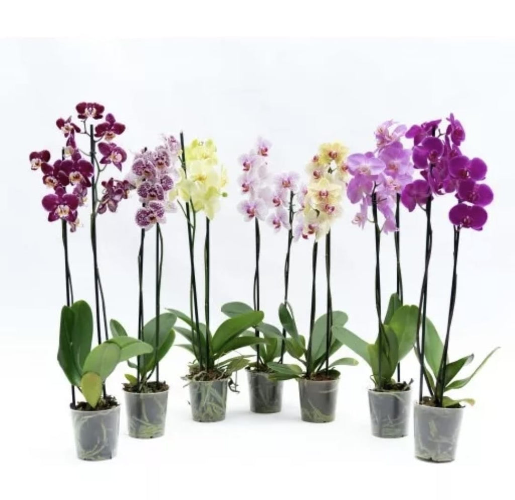 Orquídea – Planta de Interior con Flor